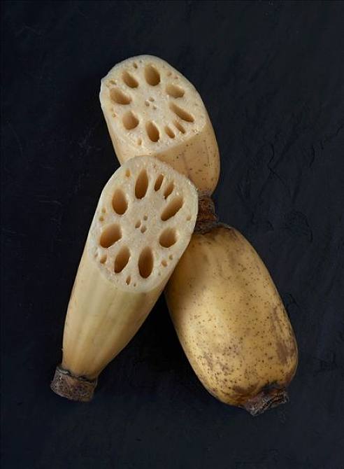 莲藕图片_莲藕高清图片_全景视觉