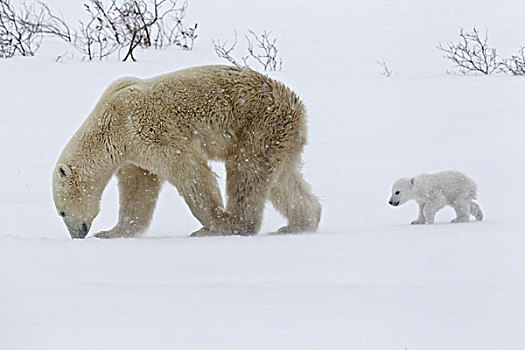 北极熊,走,瓦普斯克国家公园,曼尼托巴,加拿大