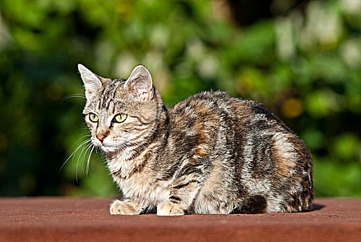 生活,猫,坐,户外