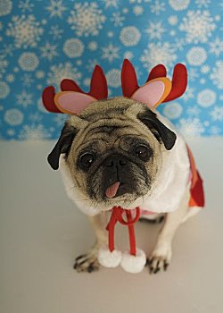 哈巴狗,圣诞节,装束