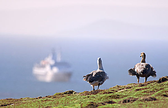 鸟,看,旅游,船,福克兰群岛