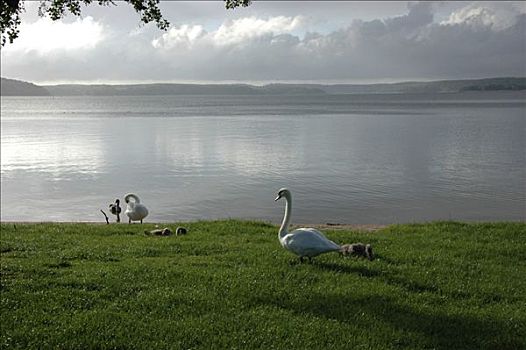 疣鼻天鹅,天鹅,看,湖,梅克伦堡前波莫瑞州,德国