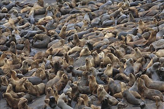 南美海狮,南海狮,毛海狮,生物群,自然保护区,秘鲁