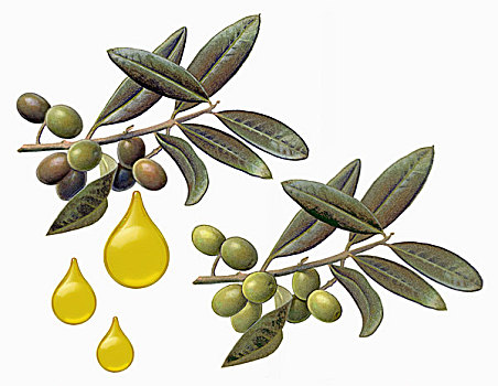 橄榄,枝头,橄榄油