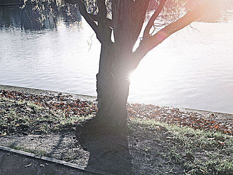树,河边