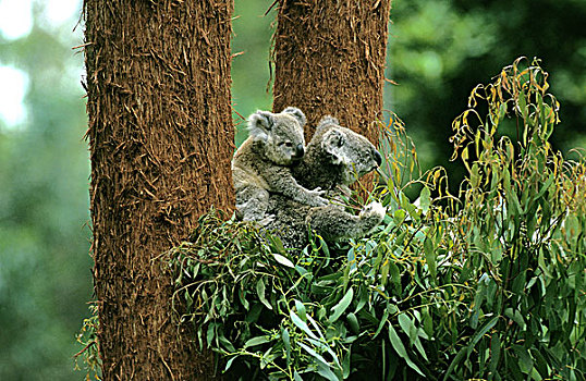 树袋熊,雌性,澳大利亚