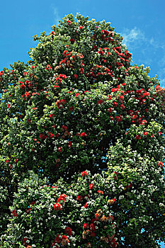 夏威夷,本土动植物,树,满,红色,桃金娘花,花,美国