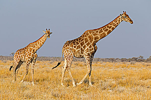 两个,长颈鹿,水坑,区域,纳米比亚