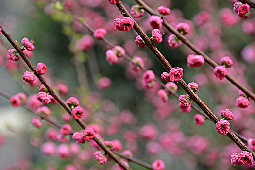 桃花桃花桃花桃花桃花紅梅紅梅桃花桃花桃花梅花梅花梅花梅花梅花梅花