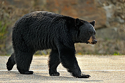 美洲黑熊,走,途中,碧玉国家公园,艾伯塔省,加拿大