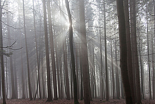 德国,太阳,雾,冬天,树林