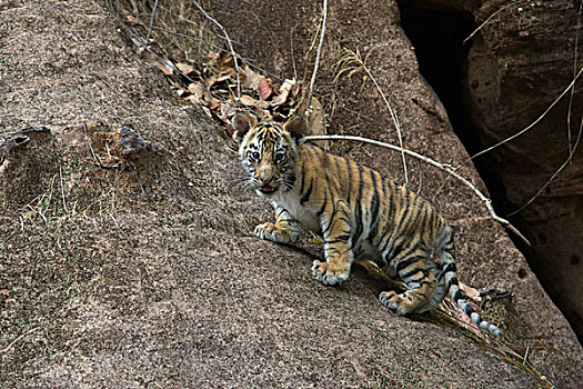 孟加拉虎,虎,星期,老,幼兽,巢穴,班德哈维夫国家公园,印度