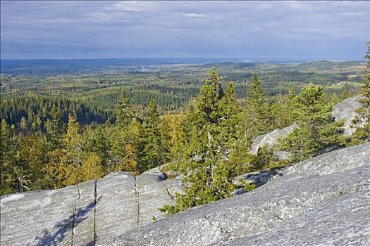 树林,石头,国家公园,芬兰,斯堪的纳维亚