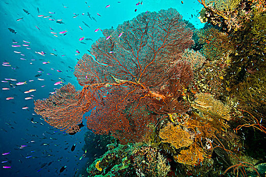珊瑚,海洋,植物,岛屿,所罗门群岛