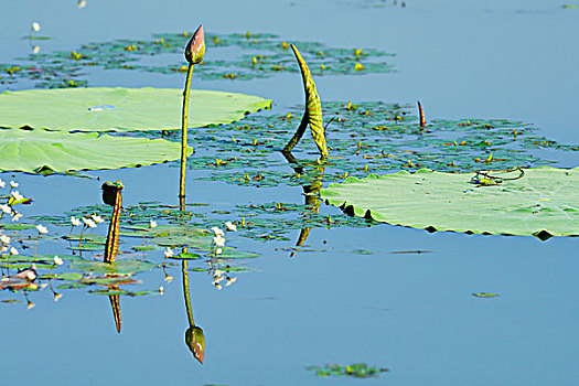 荷花,莲花,池塘