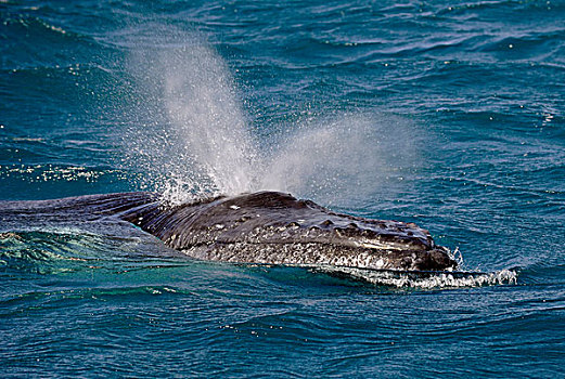 喷涌,驼背,鲸,赫维湾,昆士兰,澳大利亚