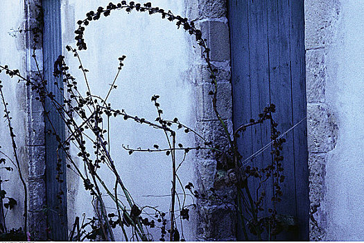 特写,墙壁,入口,枯萎植物,雷岛,法国