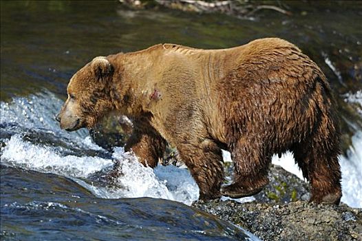 棕熊,熊,布鲁克斯河,溪流,卡特麦国家公园,阿拉斯加,美国