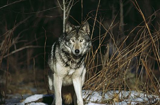 大灰狼,狼,肖像,新斯科舍省,加拿大