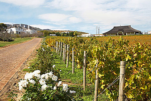 风景,葡萄园,葡萄酒厂,南非