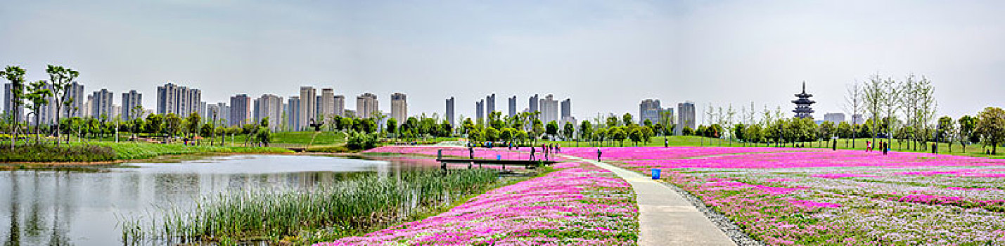 长沙洋湖湿地芝樱花海－大场景