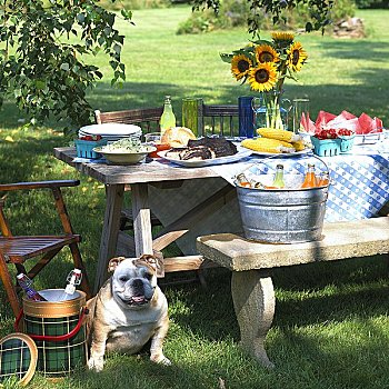 夏天,野餐,户外,野餐桌,牛头犬