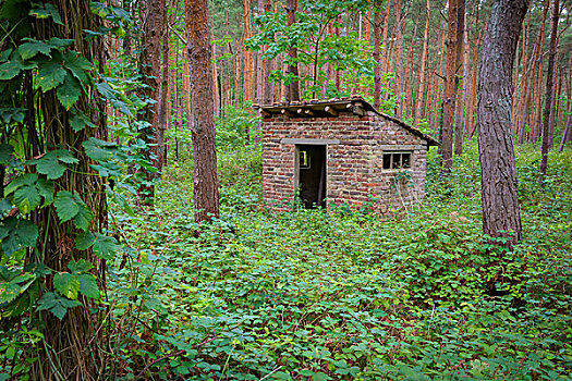 老,小屋,松树,树林,黑森州,德国