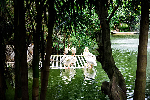 野生动物园从水里人工饲养的白天鹅