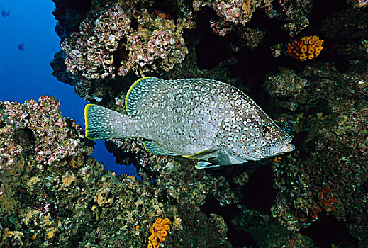 皮革,旁侧,珊瑚礁,加拉帕戈斯群岛,厄瓜多尔