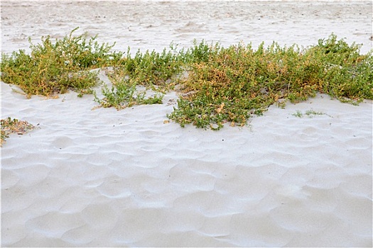 植物,海滩,沙子