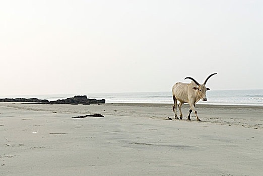 母牛,海滩