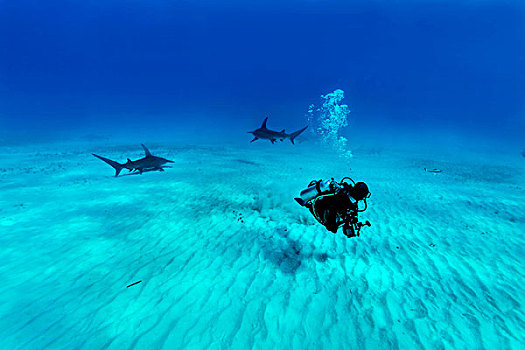 鲨鱼,潜水,巴哈马,北美