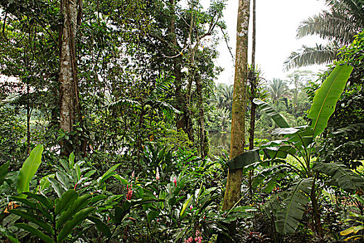 丛林,圣胡安,尼加拉瓜,北美