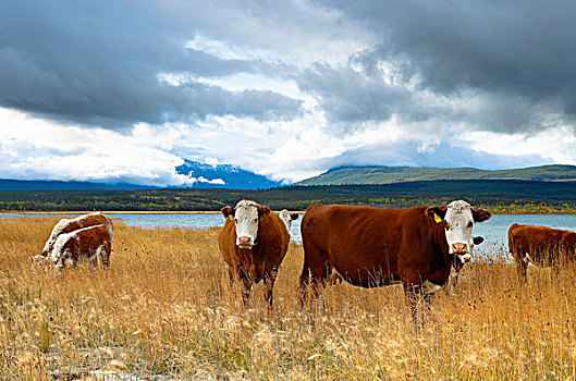 牛,湖,区域,不列颠哥伦比亚省,加拿大