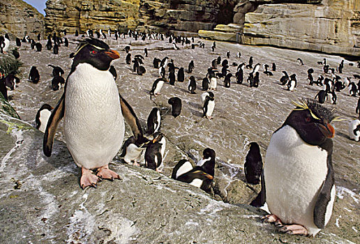 南跳岩企鹅,福克兰群岛
