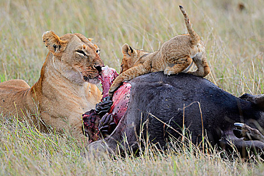雌狮,狮子,幼兽,杀,进食,角马,畜体,马赛马拉国家保护区,肯尼亚,非洲