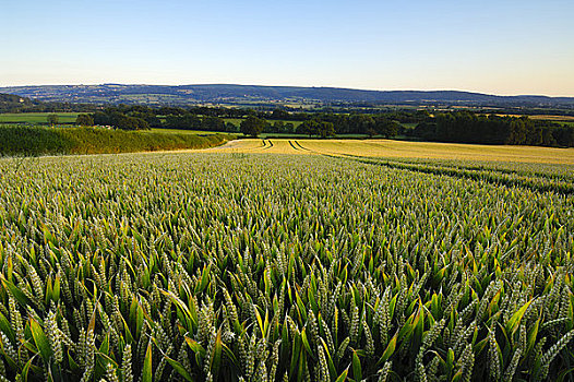 英格兰,北方,萨默塞特,麦田,靠近,乡村,小麦,稻米,甜玉米,全球,制作