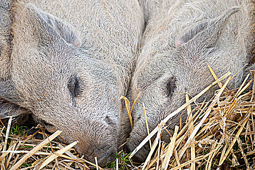 英格兰,两个,种系,小猪,睡觉,床,稻草