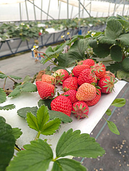 草莓,草莓上市