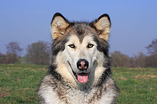 阿拉斯加雪橇犬,雌性