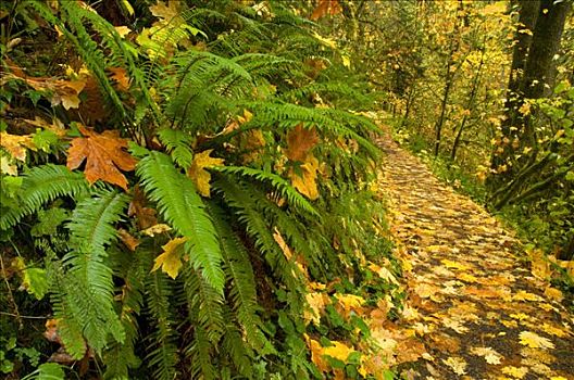 西部,剑蕨类植物,树林,小路,秋天,银色瀑布州立公园,俄勒冈,美国