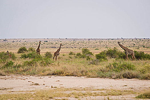 长颈鹿,安伯塞利国家公园