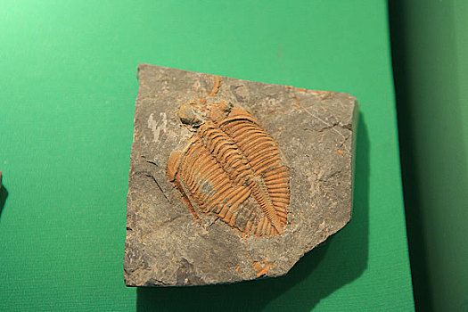 甘肃博物馆内展出的王冠虫化石