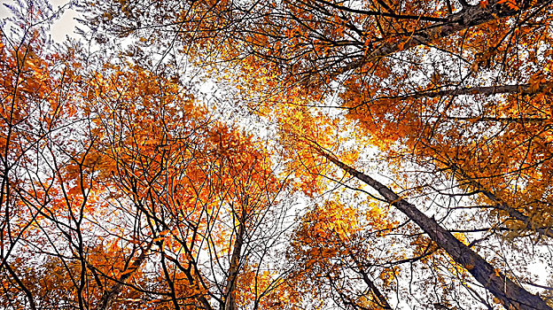 秋天的黄色树叶秋景