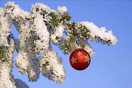 圣诞装饰,雪,针叶树