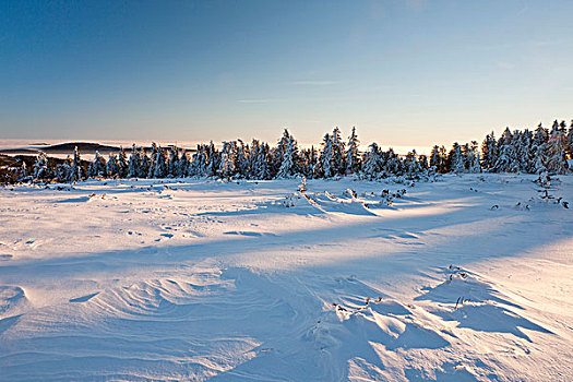冬季风景,北方,黑森林,巴登符腾堡,德国,欧洲