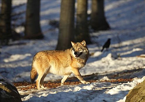灰狼,狼,落日余晖,巴伐利亚森林国家公园,巴伐利亚,德国