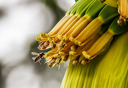 重庆酉阳,蜜蜂天生就恋鲜花