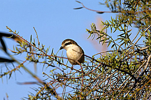 纳米比亚,伯劳鸟