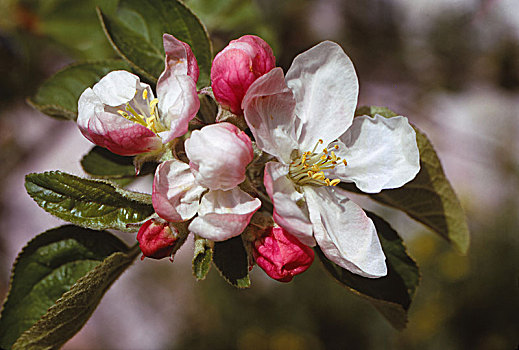 苹果花,四月,20世纪,艺术家